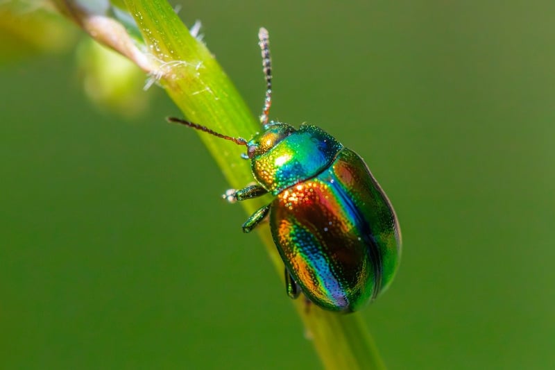 Pest management